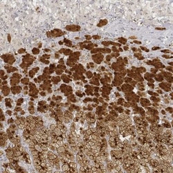 Regucalcin Antibody, Novus Biologicals:Antibodies:Primary Antibodies
