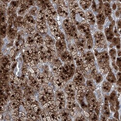 Regucalcin Antibody, Novus Biologicals:Antibodies:Primary Antibodies