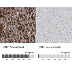 Regucalcin Antibody, Novus Biologicals:Antibodies:Primary Antibodies