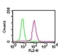 RelA/NFkB p65 Antibody (112A1021) - BSA Free, Novus Biologicals 0.1mg;