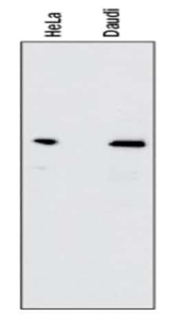 RelA/NFkB p65 Antibody (112A1021) - BSA Free, Novus Biologicals 0.1mg;