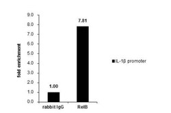 RelB Antibody, Novus Biologicals 0.1mL; Unlabeled:Antibodies, Polyclonal