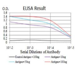 Renalase Antibody (1C11E8) - BSA Free, Novus Biologicals:Antibodies:Primary