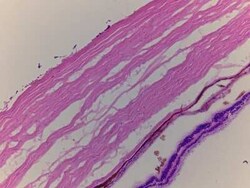 Novus Biologicals Retina Tissue Slides (Adult Normal)- Frozen 5 Slides | Buy Online | Novus Biologicals&trade; | Fisher Scientific