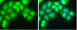 Rev-erb A alpha/NR1D1 Antibody, Novus Biologicals 0.1mL; Unlabeled:Antibodies,