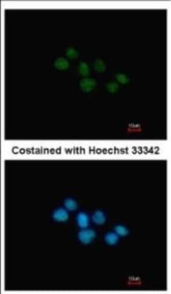 Rev-erb A alpha/NR1D1 Antibody, Novus Biologicals 0.1mL; Unlabeled:Antibodies,