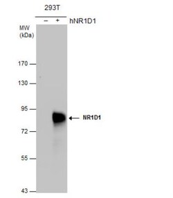 Rev-erb A alpha/NR1D1 Antibody, Novus Biologicals 0.1mL; Unlabeled:Antibodies,