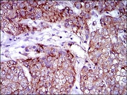 Rex-1/ZFP42 Antibody (5E11E7) - BSA Free, Novus Biologicals:Antibodies:Primary