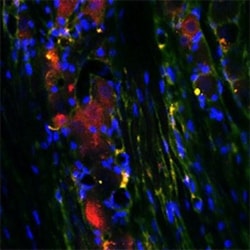 RhoA Antibody, Novus Biologicals:Antibodies:Primary Antibodies
