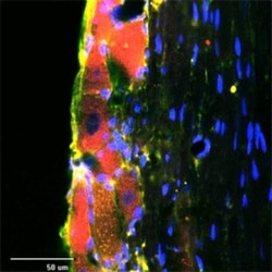 RhoA Antibody, Novus Biologicals:Antibodies:Primary Antibodies