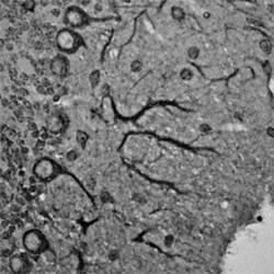 RhoA Antibody, Novus Biologicals:Antibodies:Primary Antibodies