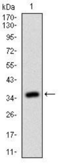 RhoF Antibody (1D4B6) - BSA Free, Novus Biologicals:Antibodies:Primary