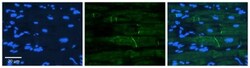 RhoG Antibody, Novus Biologicals 100&mu;L; Unlabeled:Antibodies, Polyclonal