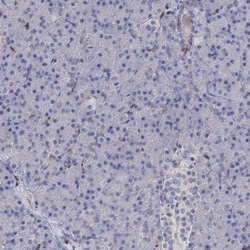 RhoG Antibody, Novus Biologicals 0.1mL; Unlabeled:Antibodies, Polyclonal