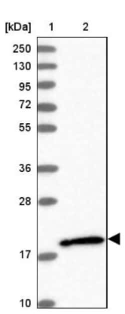 RhoG Antibody, Novus Biologicals 0.1mL; Unlabeled:Antibodies, Polyclonal