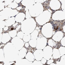 RhoH Antibody, Novus Biologicals 0.1mL; Unlabeled:Antibodies, Polyclonal