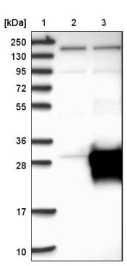 RhoJ Antibody, Novus Biologicals 0.1mL; Unlabeled:Antibodies, Polyclonal