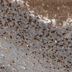 Rhot1 Antibody, Novus Biologicals 0.1mL; Unlabeled:Antibodies, Polyclonal