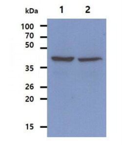 Ribonuclease Inhibitor Antibody (1H23) - BSA Free, Novus Biologicals 0.1mL;