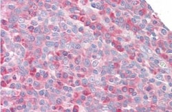 Ribosomal protein S27 Antibody, Novus Biologicals 0.1 mg | Buy Online | Novus Biologicals | Fisher Scientific