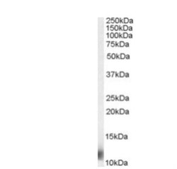 Ribosomal protein S27 Antibody, Novus Biologicals 0.1 mg | Buy Online | Novus Biologicals | Fisher Scientific