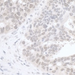 Rif1 Antibody, Novus Biologicals 0.1mL; Unlabeled:Antibodies, Polyclonal