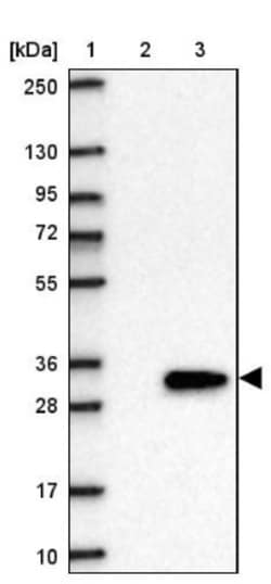 Ropporin 1-like Antibody, Novus Biologicals 25 &mu;L; Unlabeled:Antibodies,