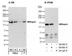 Roquin Antibody, Novus Biologicals 0.1mL; Unlabeled:Antibodies, Polyclonal
