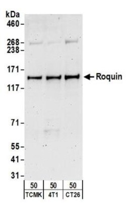 Roquin Antibody, Novus Biologicals 0.1mL; Unlabeled:Antibodies, Polyclonal