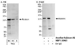 Rubicon Antibody, Novus Biologicals 0.1mg; Unlabeled:Antibodies, Polyclonal