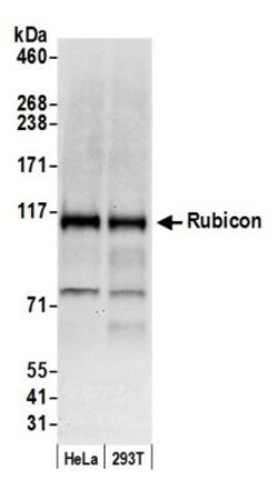 Rubicon Antibody, Novus Biologicals 0.1mg; Unlabeled:Antibodies, Polyclonal