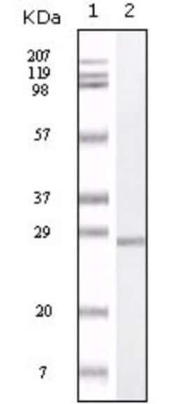 S100A1 Antibody (2C8B8), Novus Biologicals:Antibodies:Primary Antibodies