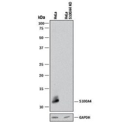 S100A4 Antibody (1C4) - BSA Free, Novus Biologicals:Antibodies:Primary