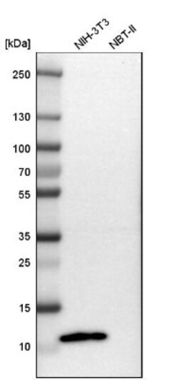 S100A4 Antibody, Novus Biologicals 0.1mL; Unlabeled:Antibodies, Polyclonal