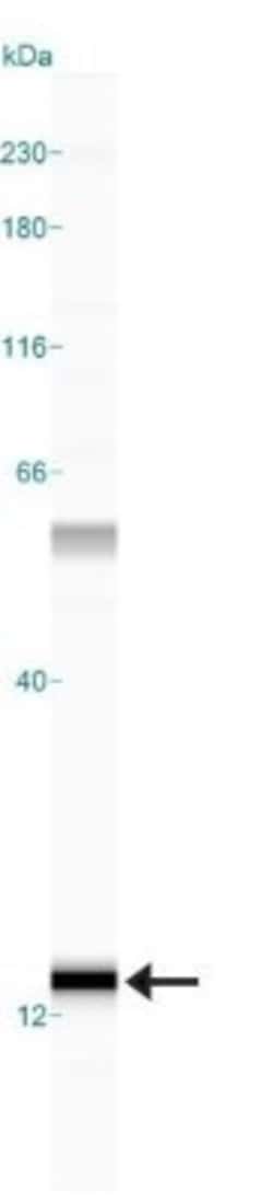 S100A7/Psoriasin Antibody (47C1068) - BSA Free, Novus Biologicals:Antibodies:Primary