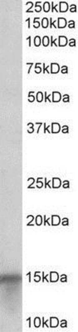 S100A7/Psoriasin Antibody, Novus Biologicals 0.1mg; Unlabeled:Antibodies,