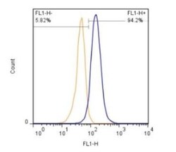 S100B Antibody (15F4NB) - Azide and BSA Free, Novus Biologicals:Antibodies:Primary