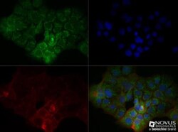 S100B Antibody (15F4NB) - Azide and BSA Free, Novus Biologicals:Antibodies:Primary