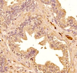 S100B Antibody (15F4NB) - Azide and BSA Free, Novus Biologicals:Antibodies:Primary
