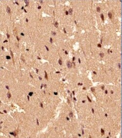 S100B Antibody (15F4NB) - Azide and BSA Free, Novus Biologicals:Antibodies:Primary