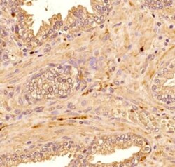 S100B Antibody (15F4NB) - Azide and BSA Free, Novus Biologicals:Antibodies:Primary