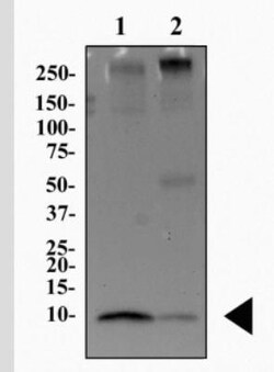 S100B Antibody (15F4NB) - Azide and BSA Free, Novus Biologicals:Antibodies:Primary