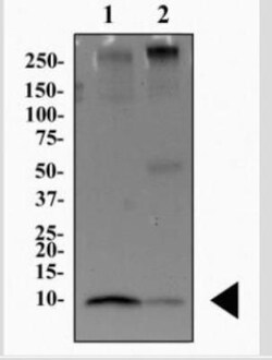 S100B Antibody (15F4NB) - Azide and BSA Free, Novus Biologicals:Antibodies:Primary