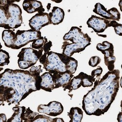 S100P Antibody, Novus Biologicals:Antibodies:Primary Antibodies