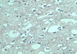 S1P5/EDG-8 Antibody, Novus Biologicals:Antibodies:Primary Antibodies