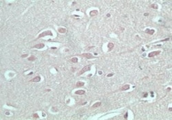 S1P5/EDG-8 Antibody, Novus Biologicals:Antibodies:Primary Antibodies