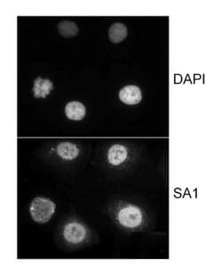 SA1 Antibody, Novus Biologicals 0.1mL; Unlabeled:Antibodies, Polyclonal