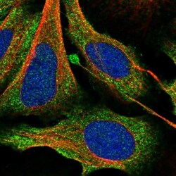 SAC3D1 Antibody, Novus Biologicals 0.1mL; Unlabeled:Antibodies, Polyclonal