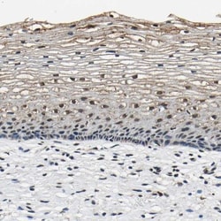 SAFB Antibody, Novus Biologicals:Antibodies:Primary Antibodies