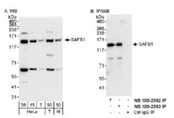 SAFB Antibody, Novus Biologicals 0.1 mL | Buy Online | Novus Biologicals | Fisher Scientific